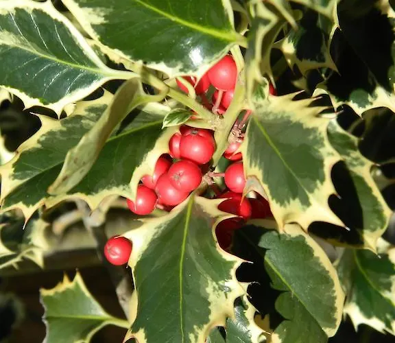 Le Residenze Di Porto Corallo *