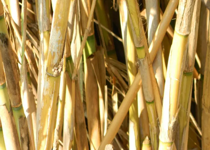 Le Residenze Di Porto Corallo Дом отдыха Виллапутцу