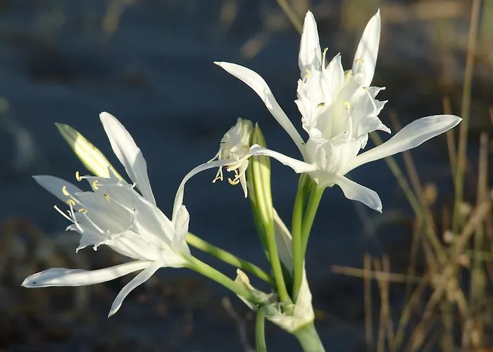 Le Residenze Di Porto Corallo Виллапутцу